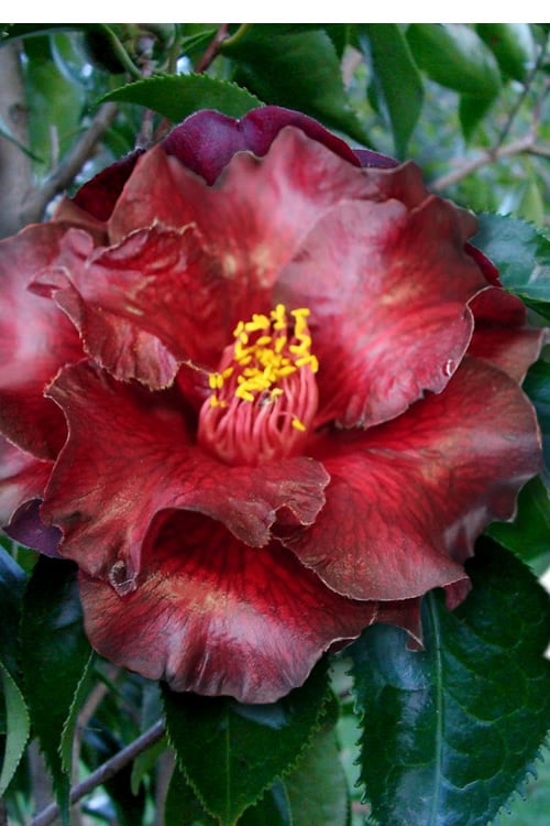  Black Magic Camellia Japonica - 3 Gallon Pot