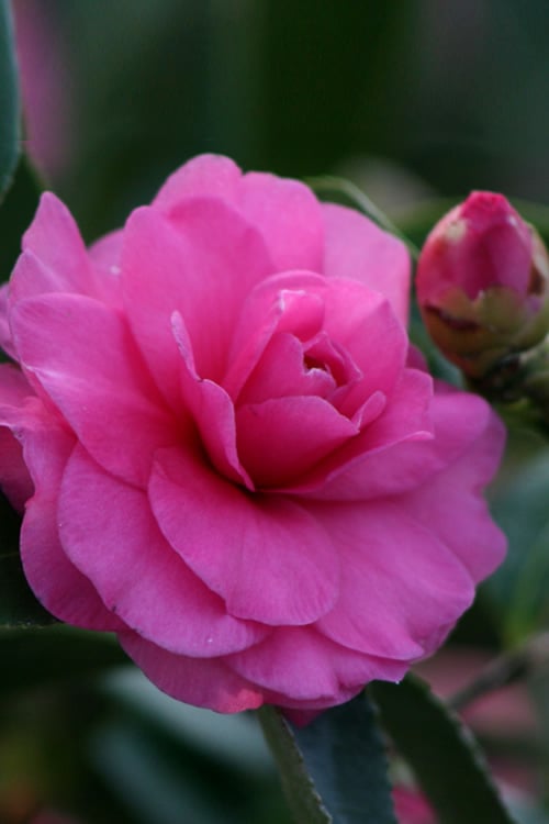  Chansonette Dwarf Weeping Camellia Sasanqua - 1 Gallon Pot