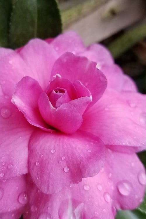  Chansonette Dwarf Weeping Camellia Sasanqua - 1 Gallon Pot