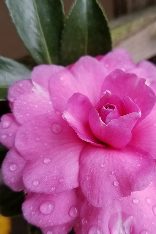  Chansonette Dwarf Weeping Camellia Sasanqua - 1 Gallon Pot