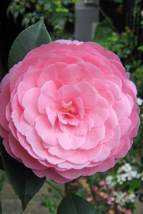  E.G. Waterhouse Camellia - Williamsii Hybrid - 3 Gallon Pot