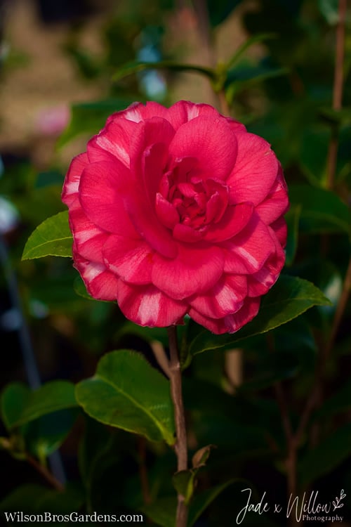  Glen 40 Camellia Japonica - 1 Gallon Pot