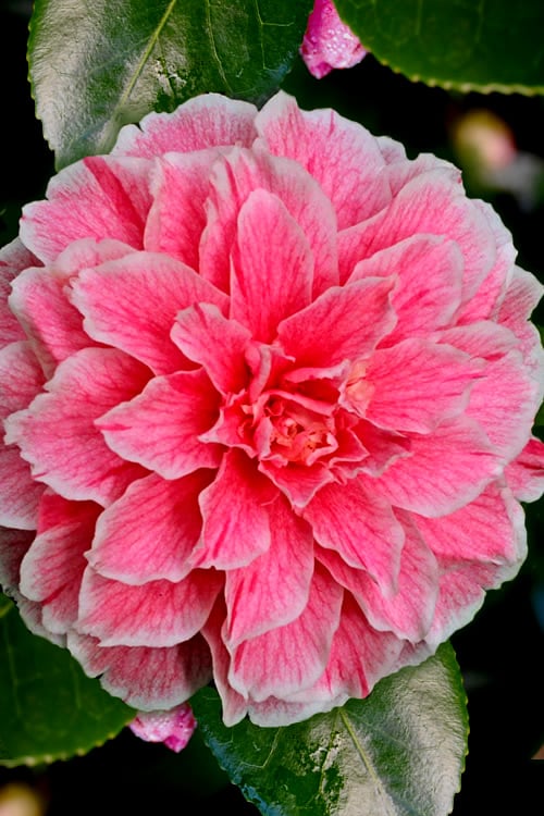  Brilliant Gem Fragrant Camellia Japonica - Herme - 3 Gallon Pot