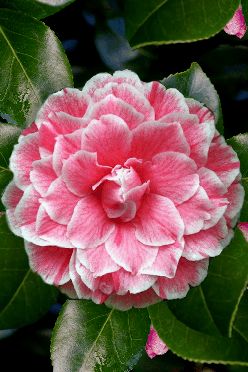  Brilliant Gem Fragrant Camellia Japonica - Herme - 3 Gallon Pot