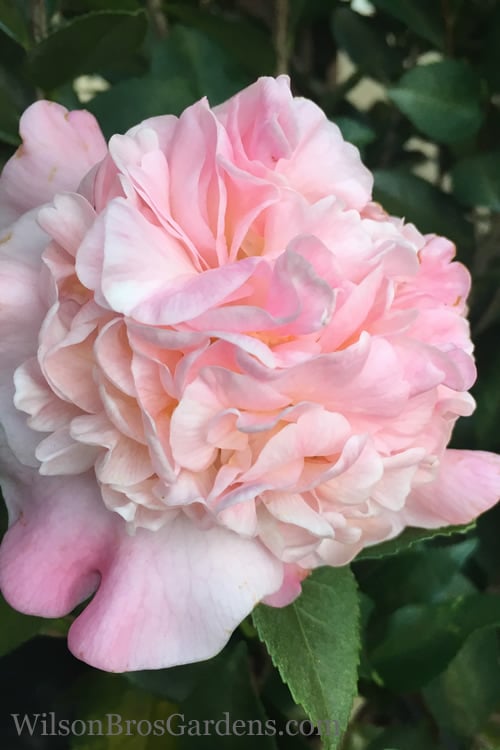  High Fragrance Camellia TREE FORM - 3 Gallon Pot