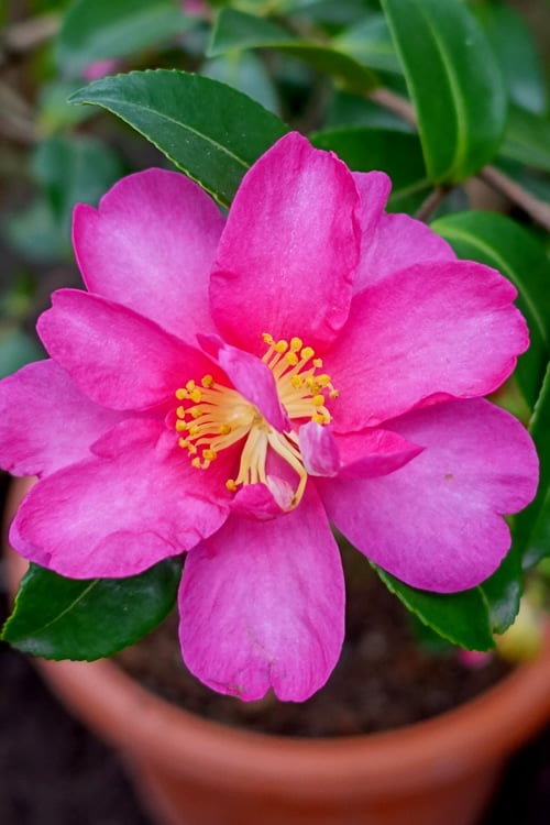  Kanjiro Camellia Sasanqua - 1 Gallon Pot