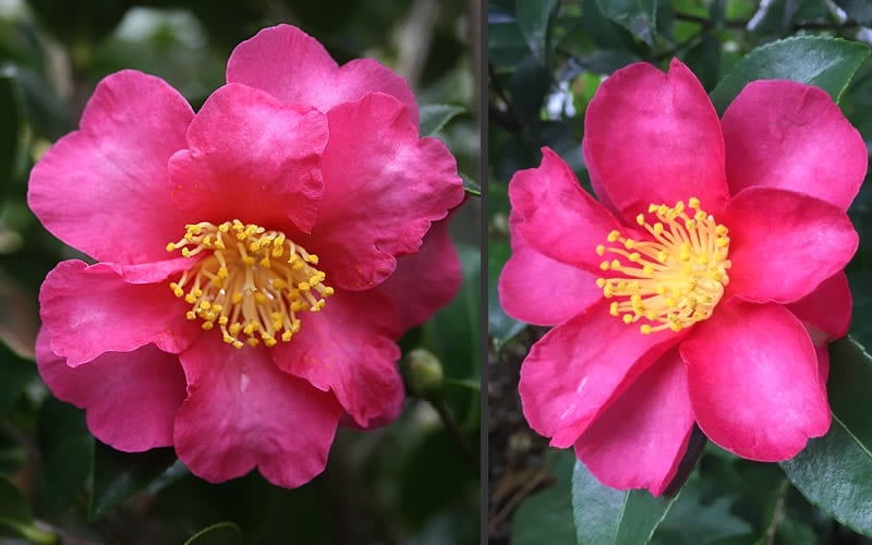  Kanjiro Camellia Sasanqua - 1 Gallon Pot
