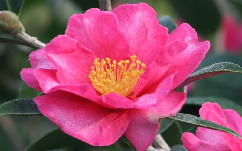  Kanjiro Camellia Sasanqua - 1 Gallon Pot