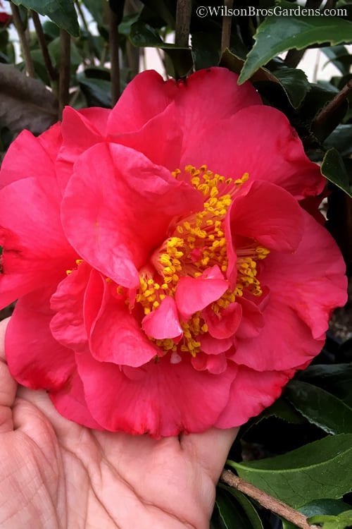  Kramers Supreme Red Double Camellia Japonica - 2 Gallon Pot