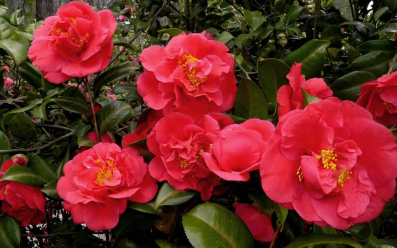  Kramers Supreme Red Double Camellia Japonica - 2 Gallon Pot