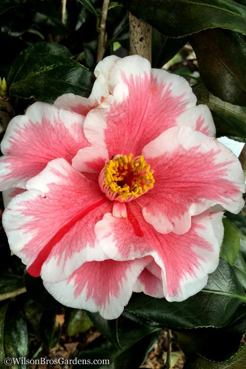  Lady Vansittart Multicolor Camellia Japonica - 1 Gallon Pot