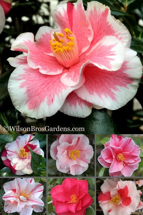  Lady Vansittart Multicolor Camellia Japonica - 1 Gallon Pot