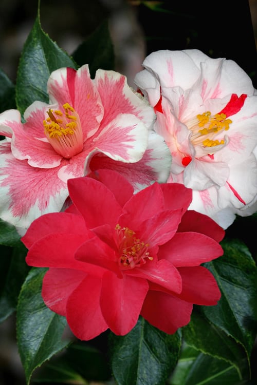  Lady Vansittart Multicolor Camellia Japonica - 1 Gallon Pot