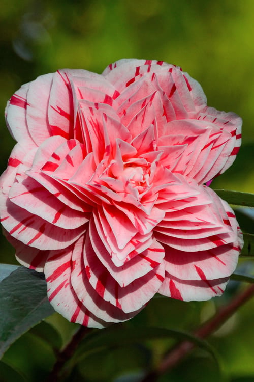  Les Marbury Camellia Japonica - 1 Gallon Pot