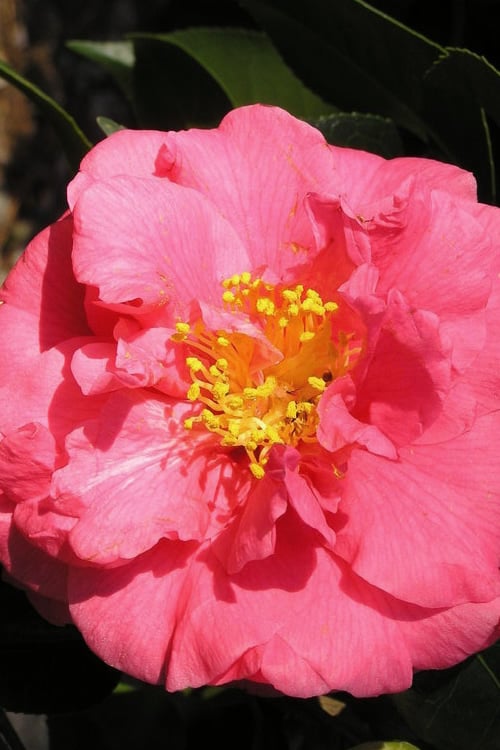  Maidens Of Great Promise Camellia - Japonica - 1 Gallon Pot 