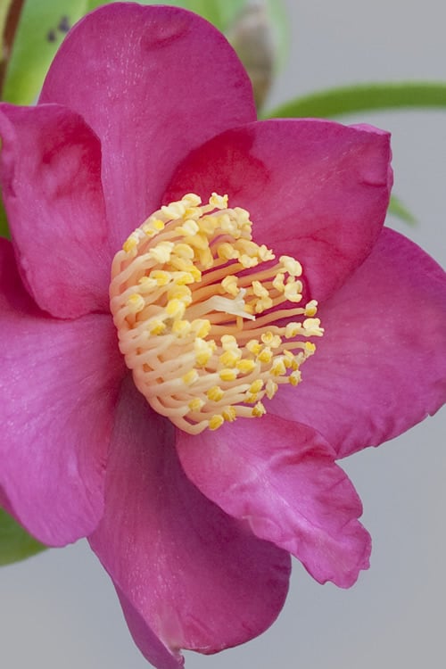  Nokorika Fragrant Purple Camellia - 1 Gallon Pot