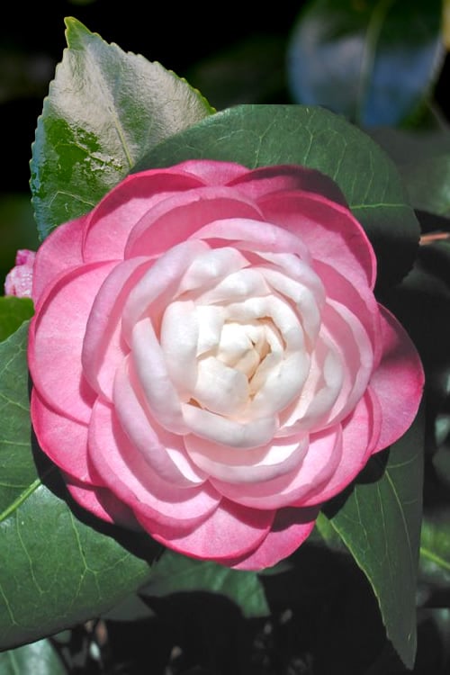  October Affair Camellia Japonica - 3 Gallon Pot