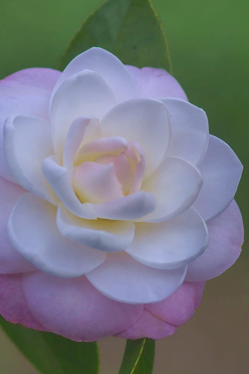  October Affair Camellia Japonica - 3 Gallon Pot