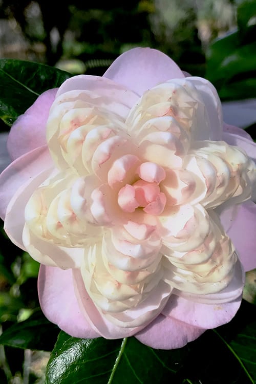  October Affair Camellia Japonica - 3 Gallon Pot