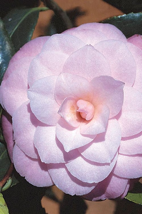  October Affair Camellia Japonica - 3 Gallon Pot