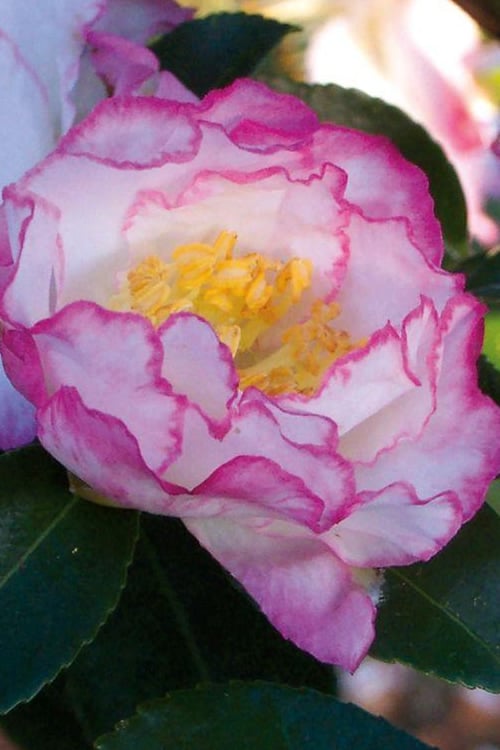  October Magic Inspiration Camellia - 3 Gallon Pot