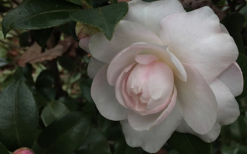  October Magic Dawn Camellia - 3 Gallon Pot