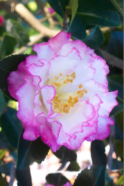  October Magic Inspiration Camellia - 3 Gallon Pot