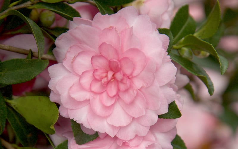  October Magic Pink Perplexion Camellia - 3 Gallon Pot