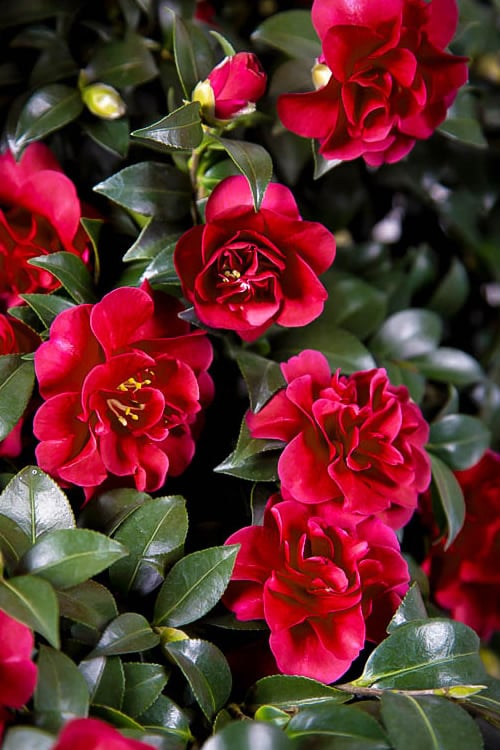  October Magic Ruby Camellia - 7 Gallon Pot