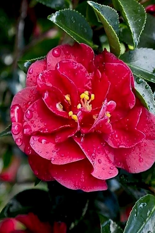  October Magic Ruby Camellia - 2 Gallon Pot