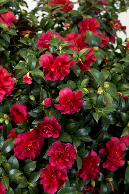  October Magic Ruby Camellia - 2 Gallon Pot