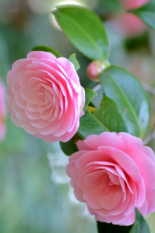  Otome Pink Camellia Japonica - 1 Gallon Pot
