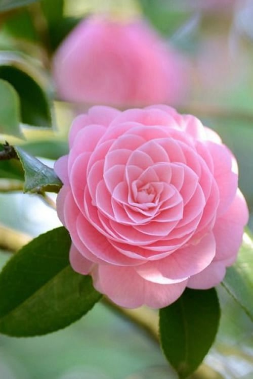  Otome Pink Camellia Japonica - 3 Gallon Pot