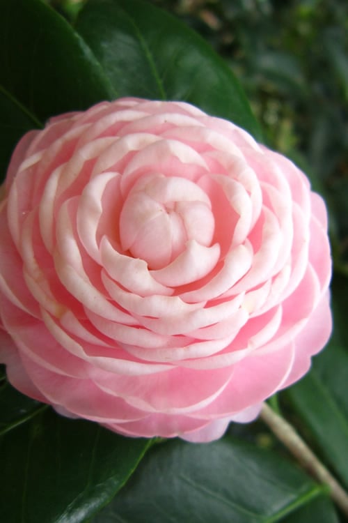  Pink Perfection Camellia Japonica - 7 Gallon Pot (3-4')