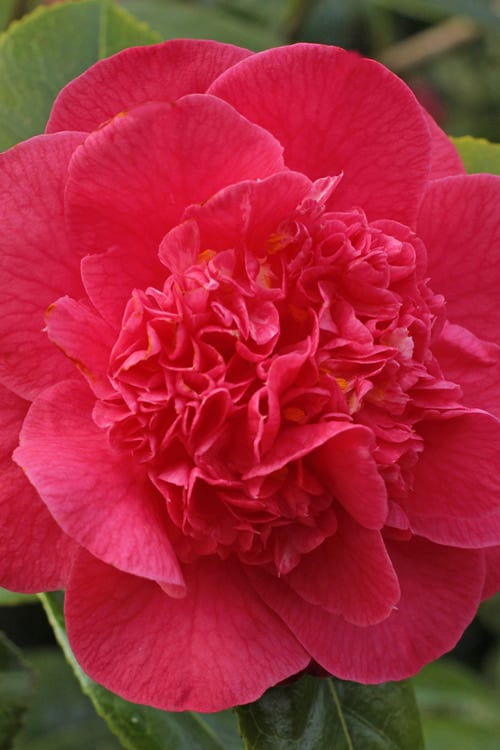 Red Fellow Camellia Japonica - 1 Gallon Pot