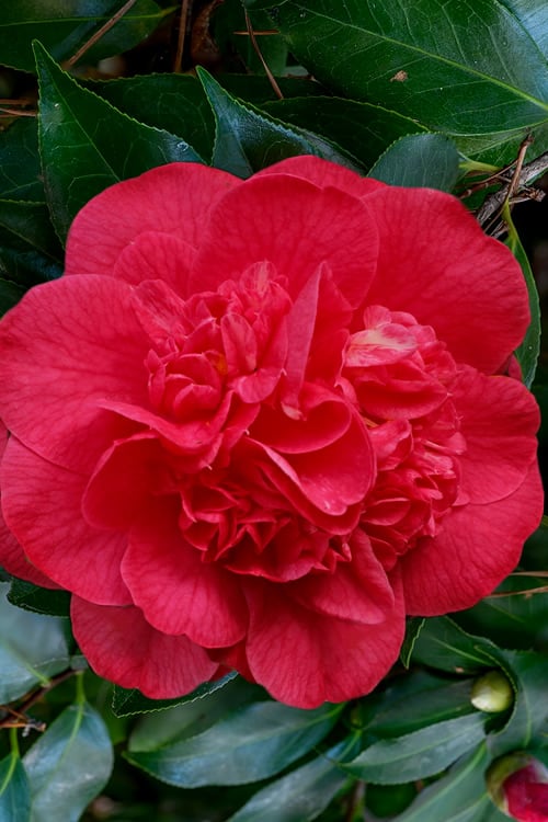  Red Fellow Camellia Japonica - 1 Gallon Pot