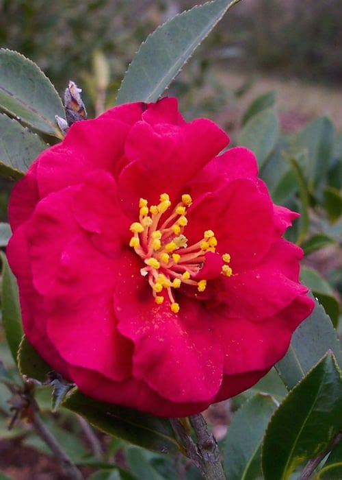  Reverend Ida Red ShiShi Gashira Dwarf Camellia Sasanqua - 3 Gallon Pot