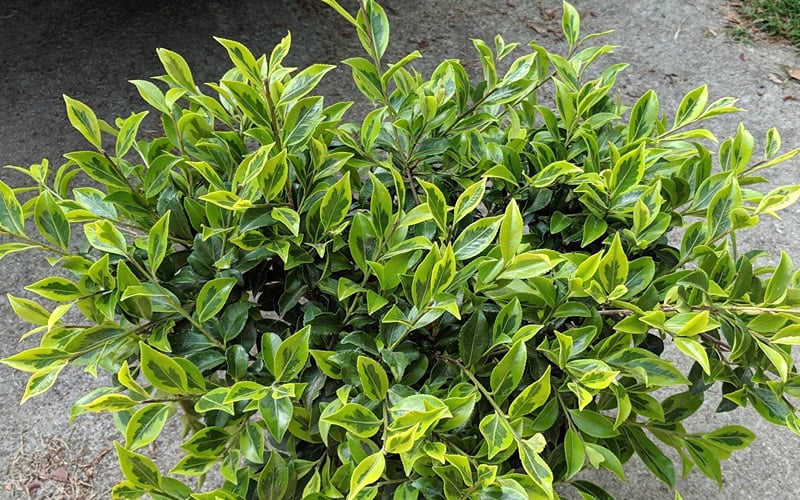  Royal Flush Shi Shi Variegated Camellia Sasanqua - 1 Gallon Pot
