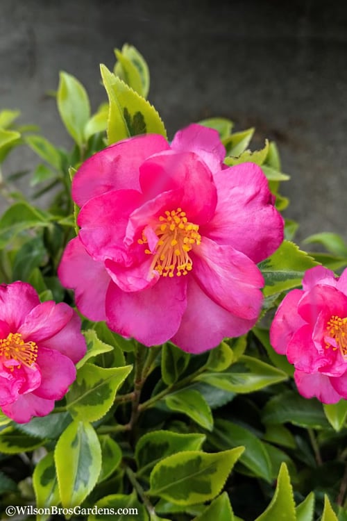  Royal Flush Shi Shi Variegated Camellia Sasanqua - 1 Gallon Pot