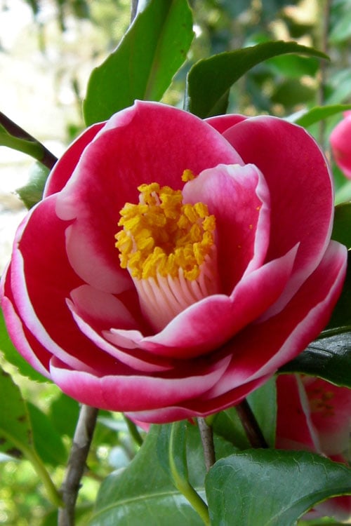  Sadaharu Oh Camellia - 7 Gallon Pot (3-4')