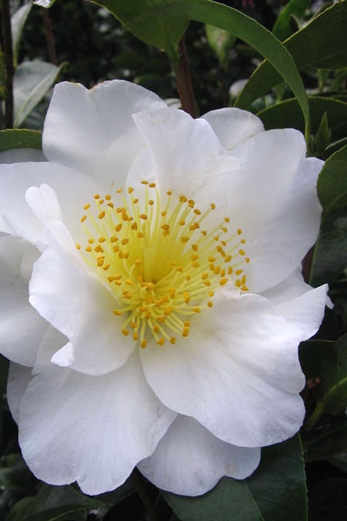  Silver Waves Camellia Japonica - 3 Gallon Pot 