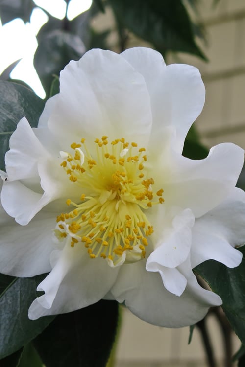  Silver Waves Camellia Japonica - 3 Gallon Pot 