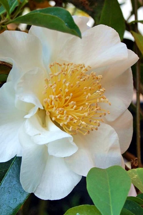  Silver Waves Camellia Japonica - 3 Gallon Pot 