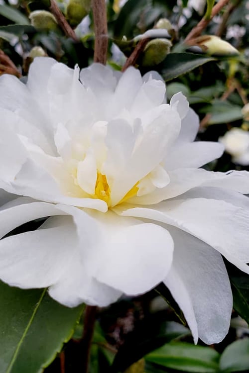  Snow Flurry Cold Hardy Camellia Hybrid - 3 Gallon Pot