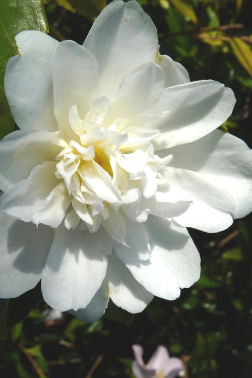  Snow Flurry Cold Hardy Camellia Hybrid - 3 Gallon Pot
