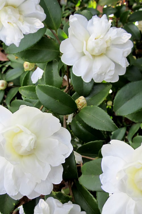  Snow Flurry Cold Hardy Camellia Hybrid - 3 Gallon Pot
