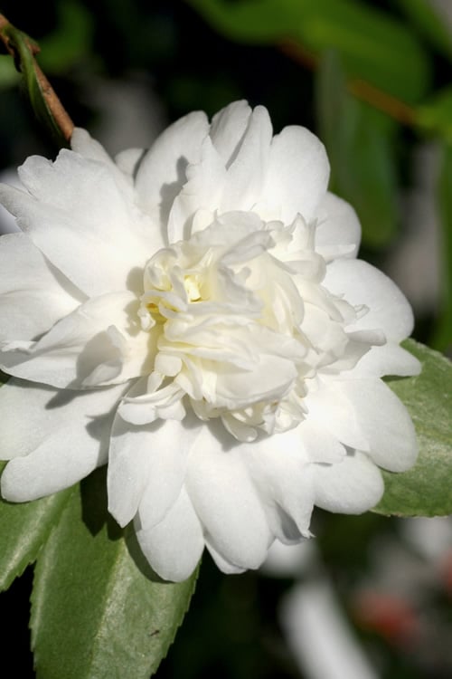  Snow Flurry Cold Hardy Camellia Hybrid - 3 Gallon Pot