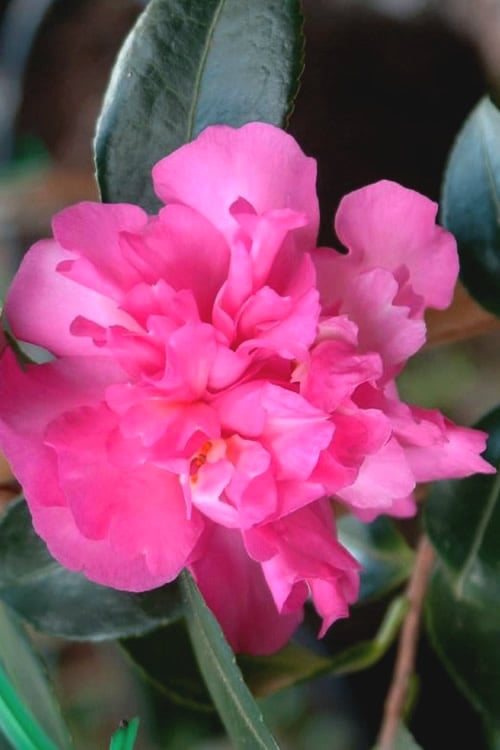  Sparkling Burgundy Camellia Sasanqua - 3 Gallon Pot