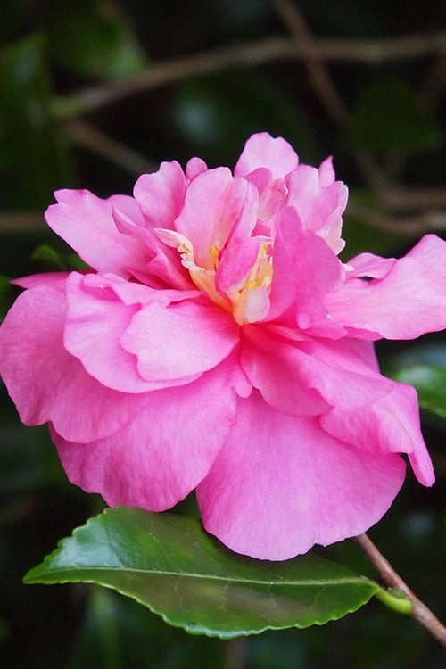  Sparkling Burgundy Camellia Sasanqua - 3 Gallon Pot