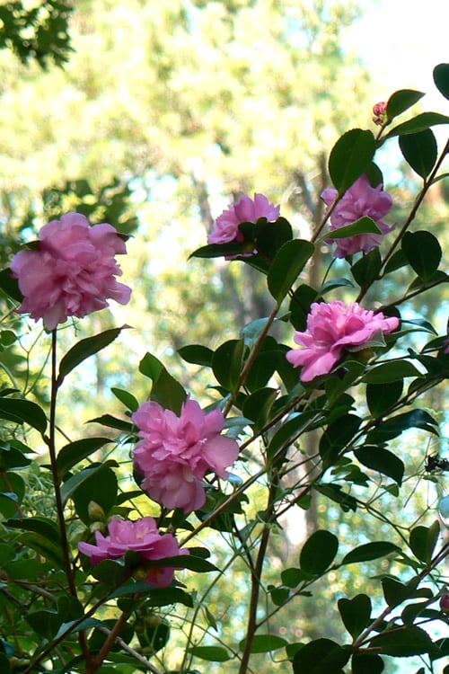  Sparkling Burgundy Camellia Sasanqua - 3 Gallon Pot